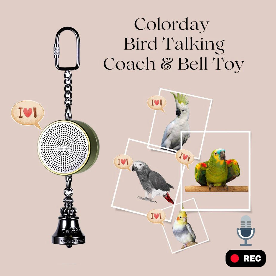 premium colorday Teaching Training Bird Talking Coach Interactive Recording